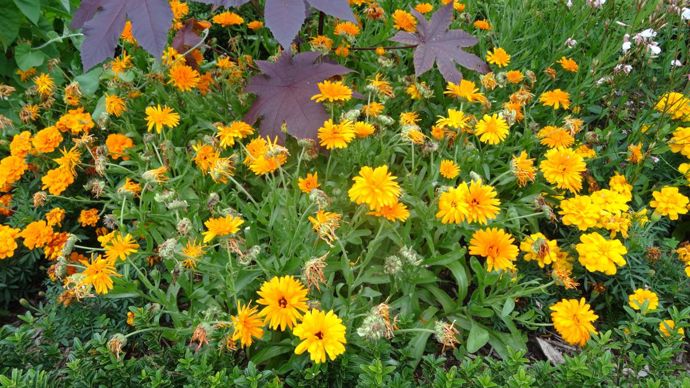 Calendula ‘Calexis’ Orange, classé parmi les intermédiaires, «résistant» au mildiou